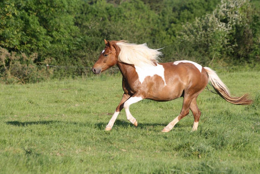 Escape to Gallop Wall Decal