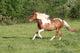 Escape to Gallop Wall Decal