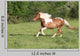 Escape to Gallop Wall Decal