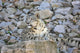 Snow Leopard Resting on a Rock Wall Decal