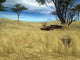 Serengeti Fields Wall Decal