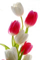 Red and White Tulips Wall Decal