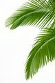 Two Palm Tree Leaves Wall Decal