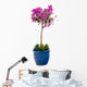 Detail Bougainvillea Blue Pot Wall Decal