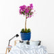 Detail Bougainvillea Blue Pot Wall Decal