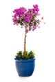 Detail Bougainvillea Blue Pot Wall Decal