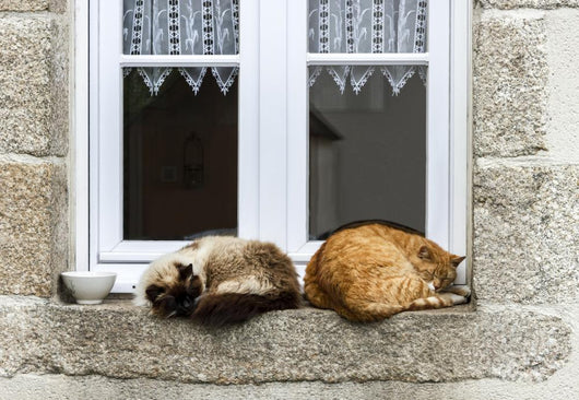 Two Cats Are Sleeping Wall Decal