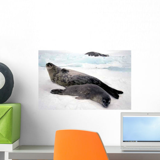 Bebe Et Maman Phoque Wall Decal