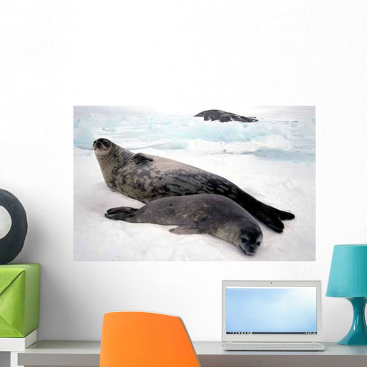Bebe Et Maman Phoque Wall Decal