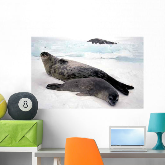 Bebe Et Maman Phoque Wall Decal