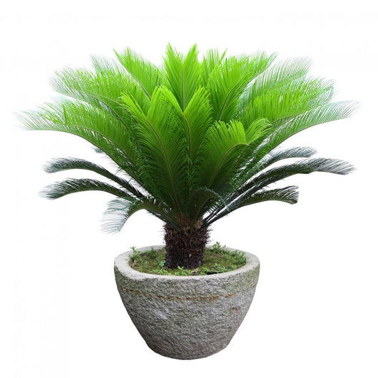 Sago Cycad Tree Wall Decal