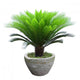 Sago Cycad Tree Wall Decal