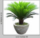 Sago Cycad Tree Wall Decal