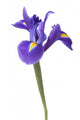 Blue Iris or Blueflag Wall Decal