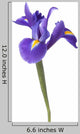Blue Iris or Blueflag Wall Decal