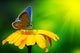Blue Butterfly Wall Decal
