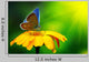 Blue Butterfly Wall Decal