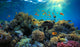Underwater Wall Decal