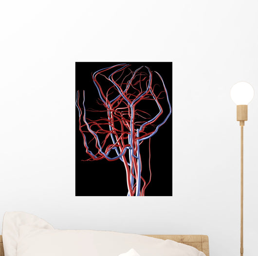 Brain Arteries and Veins Wall Decal