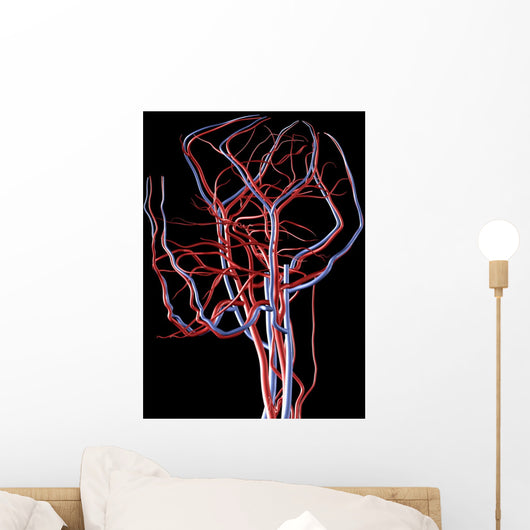 Brain Arteries and Veins Wall Decal
