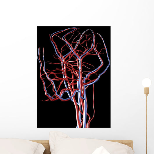 Brain Arteries and Veins Wall Decal