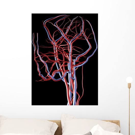 Brain Arteries and Veins Wall Decal