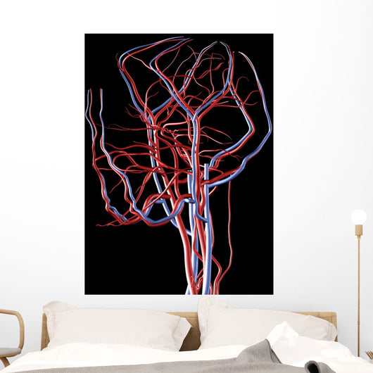 Brain Arteries and Veins Wall Decal