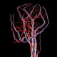 Brain Arteries and Veins Wall Decal