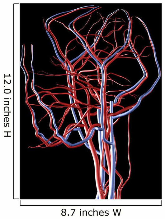 Brain Arteries and Veins Wall Decal