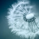 Dandelion Wall Decal