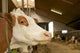 Cowshed Wall Decal