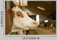 Cowshed Wall Decal