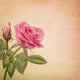 Pink Rose Wall Decal