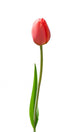 Beautiful Red Tulip White Wall Decal