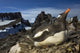 Gentoo Penguin Portrait Antarctica Wall Mural