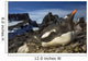 Gentoo Penguin Portrait Antarctica Wall Mural
