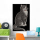 Dignified Grey Tabby Cat Wall Mural