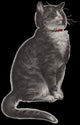 Dignified Grey Tabby Cat Wall Mural