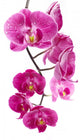 Orchid Flowers White Wall Decal