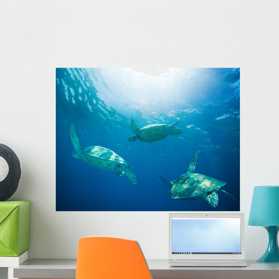 School Sea Turtles Migrating Wall Decal shown on a wall