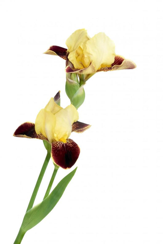 Yellow Iris Wall Decal