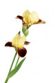 Yellow Iris Wall Decal