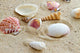 Beach Shells Wall Decal