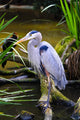 Blue Heron Wall Decal