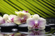 Beautiful Branch Orchid Wall Decal