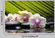 Beautiful Branch Orchid Wall Decal