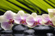 Set Branch Orchid Wall Decal