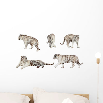 White Tiger Wall Stickers Wall Decal shown on a wall