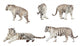 White Tiger Wall Stickers Wall Decal