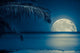 Moon Reflected Water Tropical Wall Decal